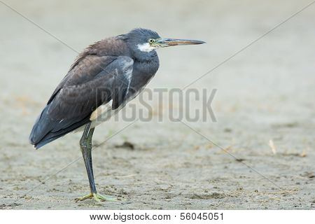 Western Reef Heron (egretta Gularis)
