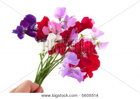 Lathyrus zahradní květiny