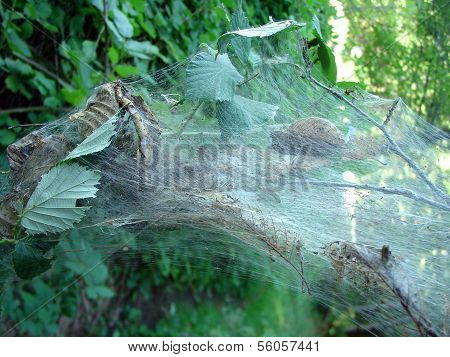 Huge Spider Web