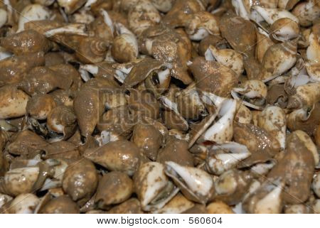 Schnecke