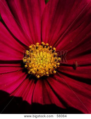 Cosmo