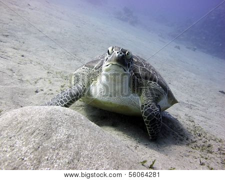 Green turtle