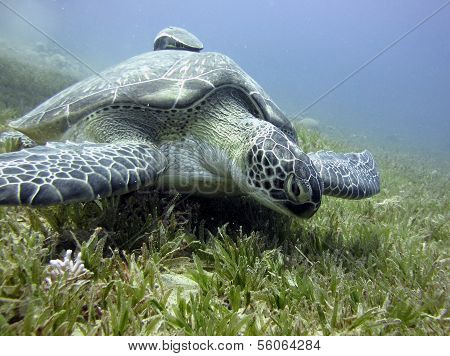 Green turtle and remora
