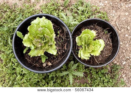 Lettuces On Plantpots.
