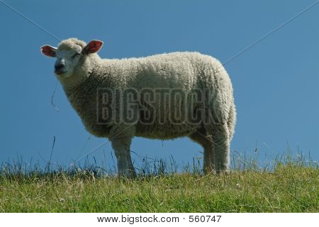 Лэмб