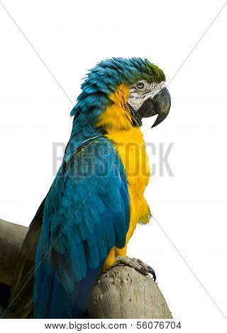 Blue And Yellow Macaw
