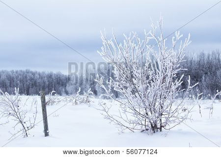 Frost covered shrub