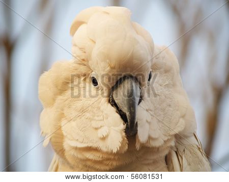 i am cuddly i am moluccan cockatoo