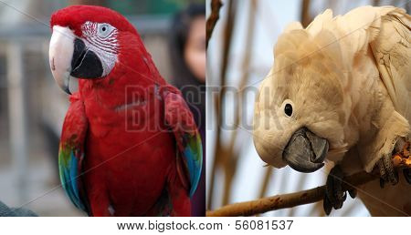 Awesome red macaw vs white moluccan