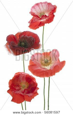 Poppy