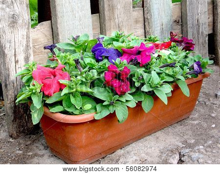 flowerpot