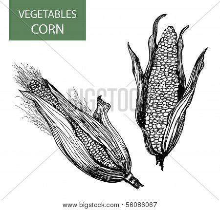Mais legen Sie Vektor-Illustration