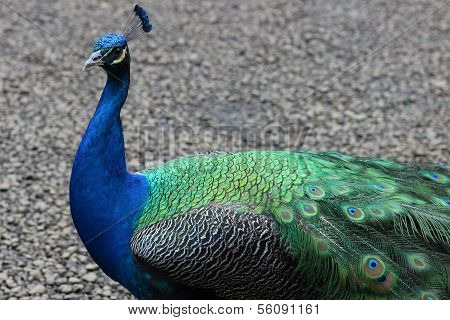 Standing Peacock