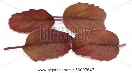 Medicinal Red Tulsi Leaves