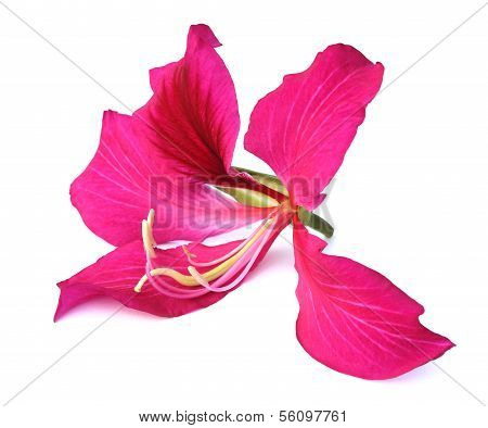 Rokto Kanchon Of Bangladesh