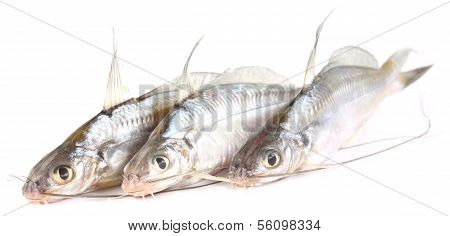 Tengra Fish Of Bangladesh