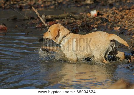 Golden Labrador Retriever
