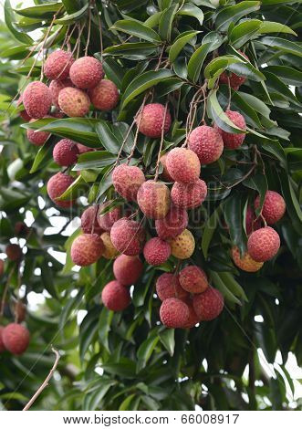 Fresh Lichi On Tree