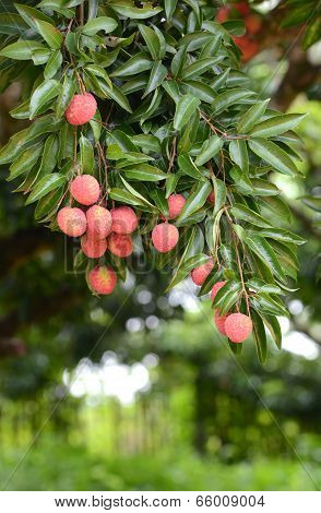Fresh Lichi On Tree
