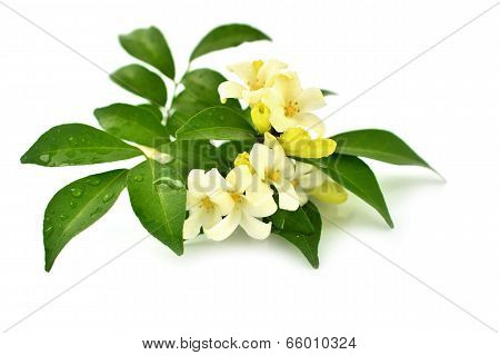 White Flower