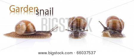 Set Of Garden Snail (helix Aspersa)