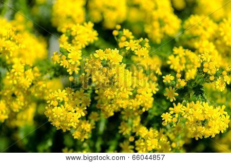 Euryops Virgineus