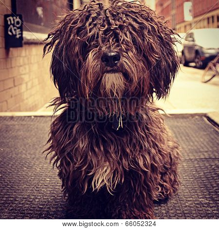 Furry Dog in New York City