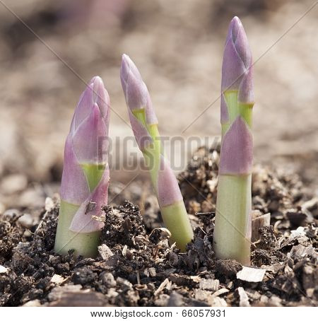 Growing process of asparagus shoots.