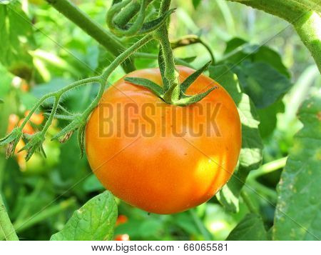 Tomato
