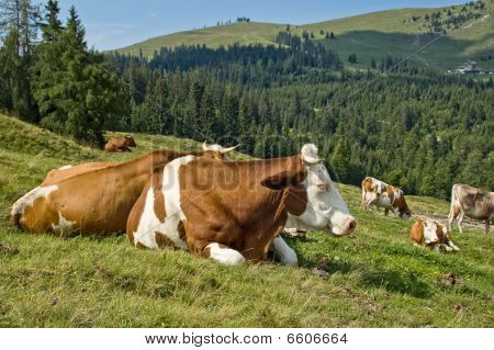 Resting Mottled Cows