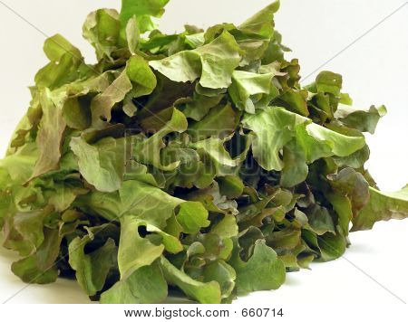 Salat-Arten 