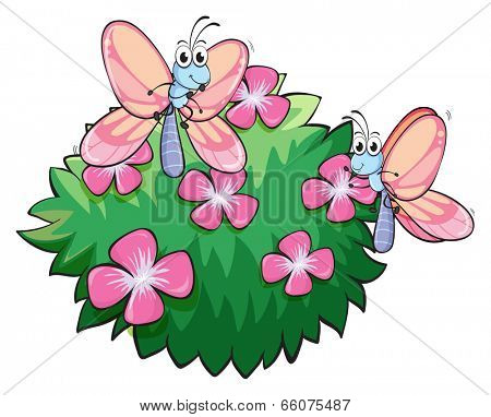 Illustration of the two butterflies near the plant with pink flowers on a white background