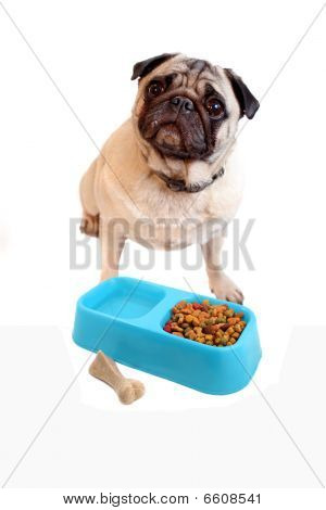 Pug y Dogfood