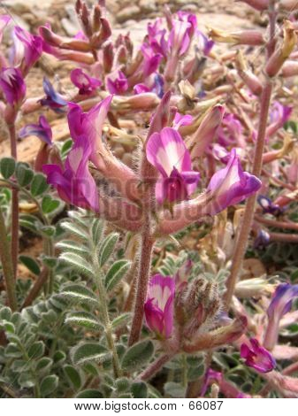 Kwiaty locoweed
