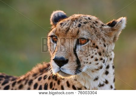 Cheetah Portrait