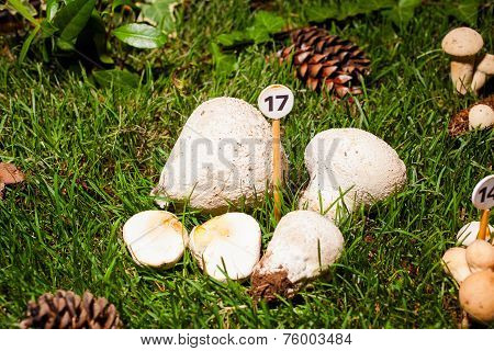 Mushroom Calvatia Utriformis