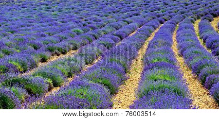 Lavender Field