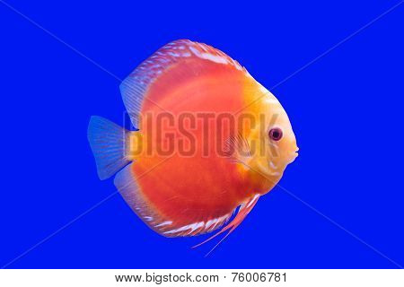 Pompadour Fish