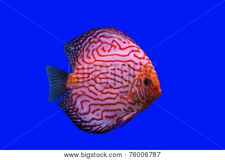 Pompadour Fish