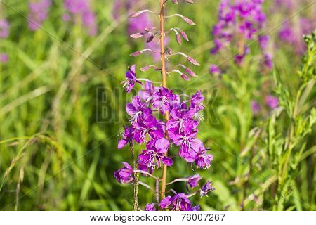 Fireweed (epilobium Or Chamerion Angustifolium)