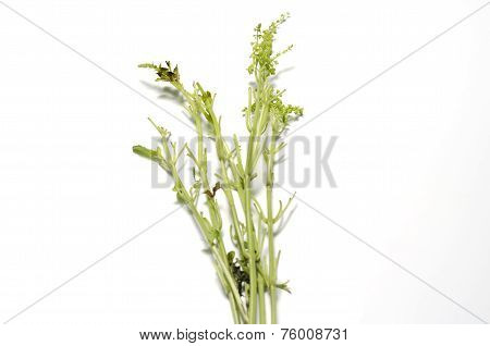 Leaf Stalk Basil