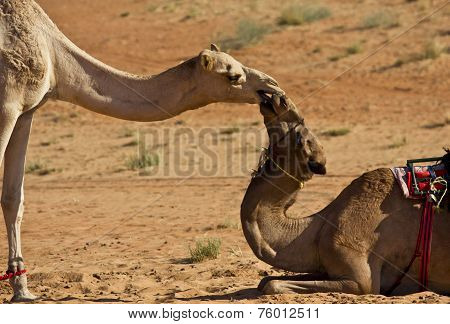 Camel's kiss