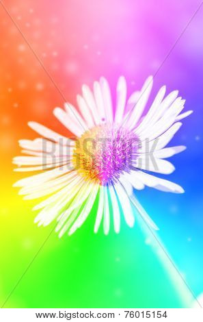 Single Daisy Flower On Green Bokeh Background With Sunshine.