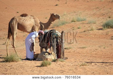 A beduin and his camel