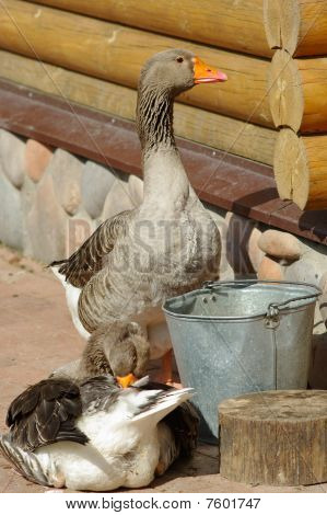 농장 마당에 국내 그레이 Gooses