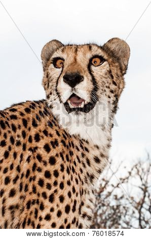 Cheetah on the Lookout
