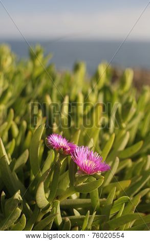 succulents and flowers