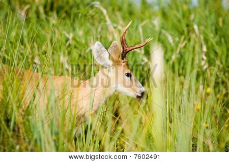 Marsh Deer Ibera, Argentiina.
