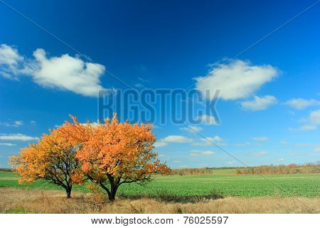 Two Trees