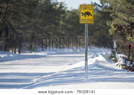 Turtle Crossing